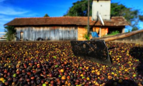 ​Café renasce no Paraná e qualidade da produção de Carlópolis é destaque no País