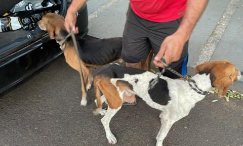 Cachorros desnutridos são resgatados em Jacarezinho